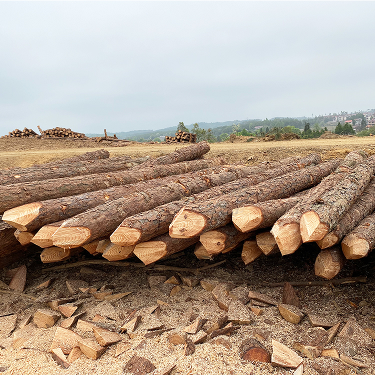 松木樁能用多少年？
