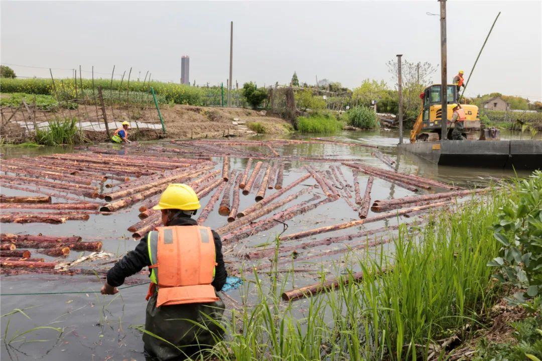 改善水環(huán)境！徐行122條段村級(jí)河道用木樁對(duì)河岸進(jìn)行加固整治
