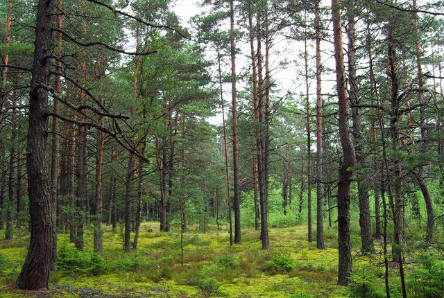 中國主要的松木產(chǎn)地有哪些，不同產(chǎn)地的松木有哪些區(qū)別