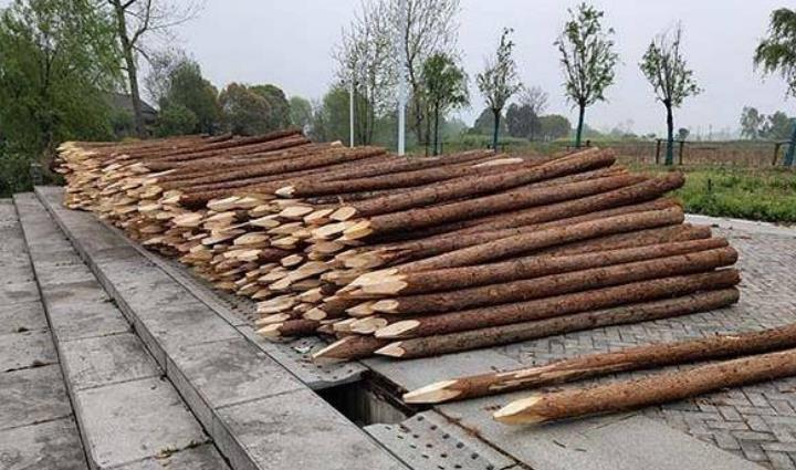 杉木樁為什么這么受歡迎？杉木樁有哪些優(yōu)點(diǎn)和缺點(diǎn)？