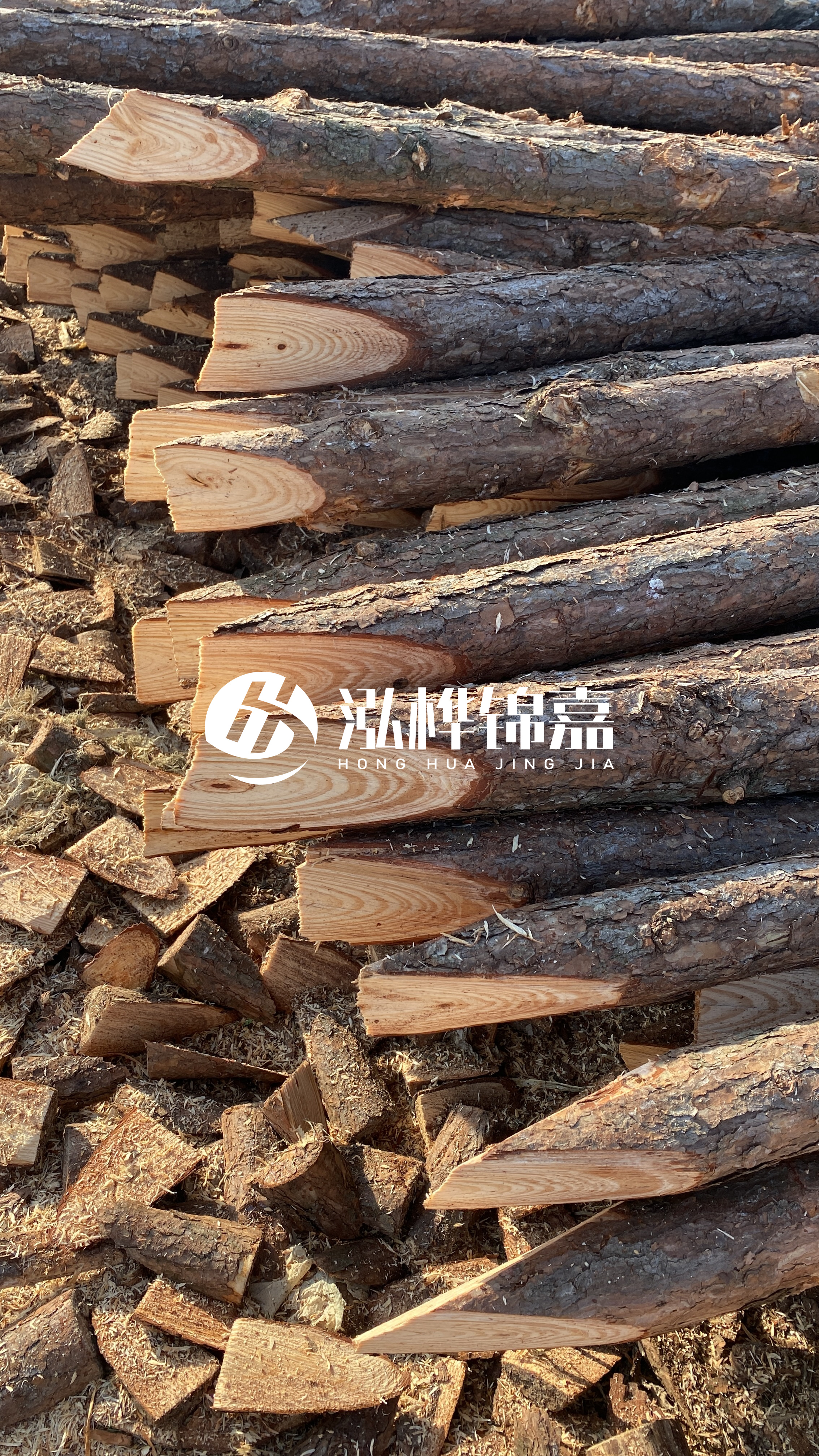 松木樁怎么分辨好壞？學(xué)會(huì)這幾招，輕松分辨松木樁好壞不踩雷！