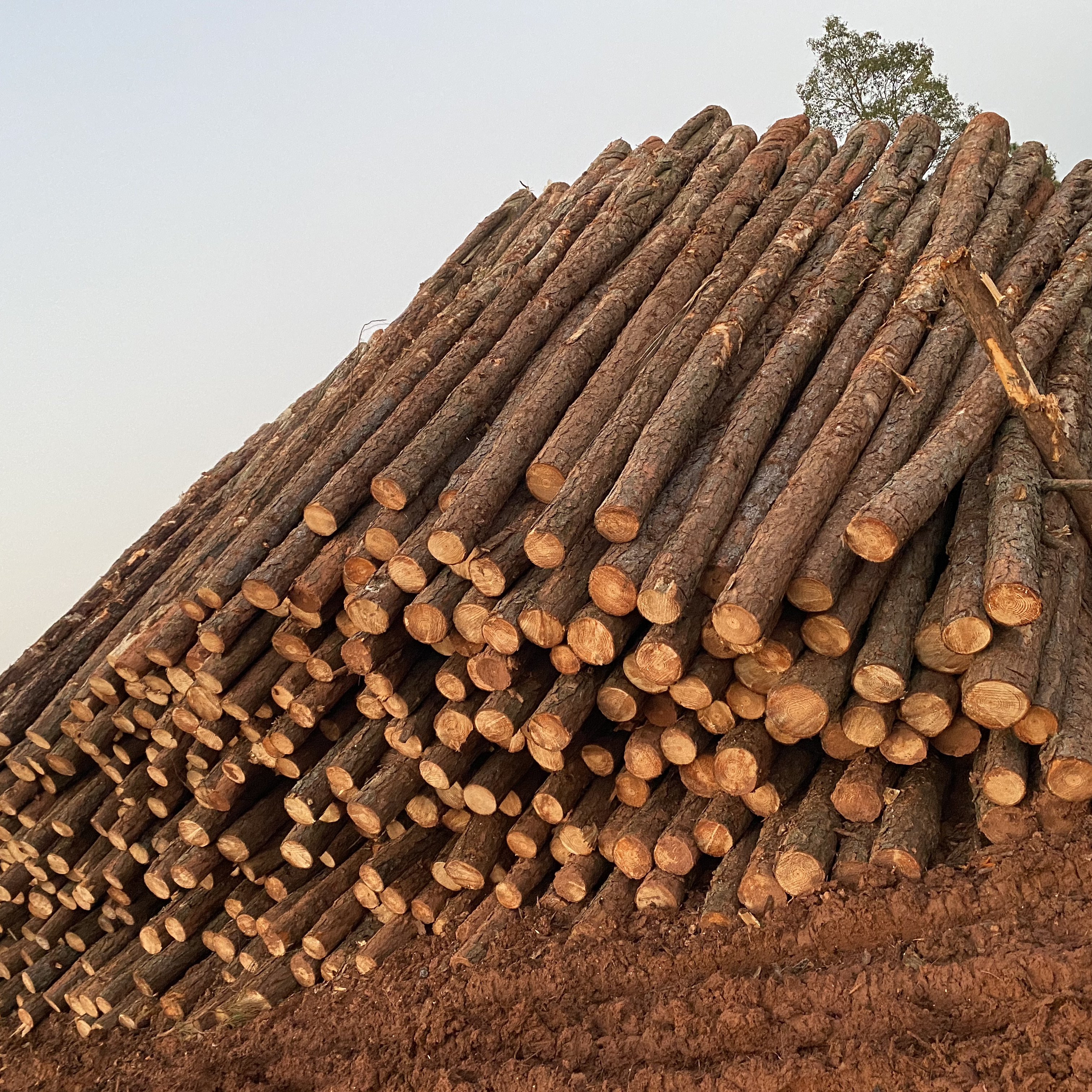 松木樁廠家泓樺錦嘉-松木樁施工后出現(xiàn)松動怎么加固？