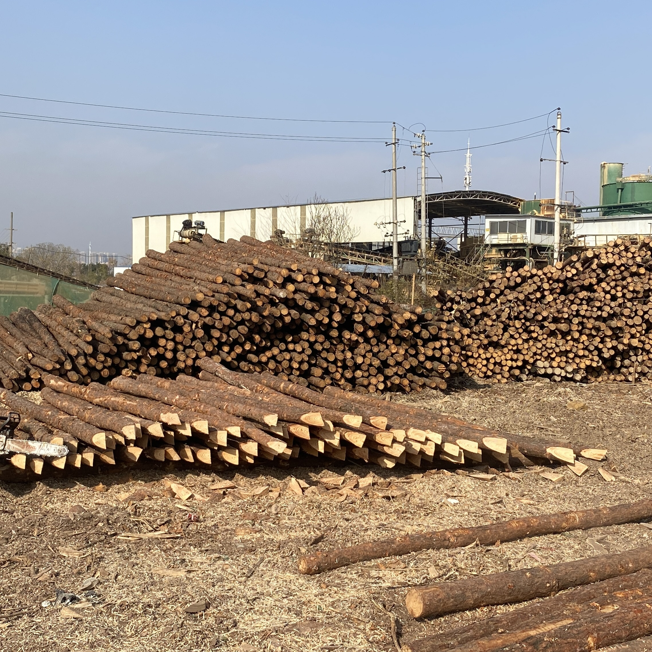 松木樁廠家泓樺錦嘉 - 原木松木樁用于圍堰工程需要削尖樁頭嗎？?